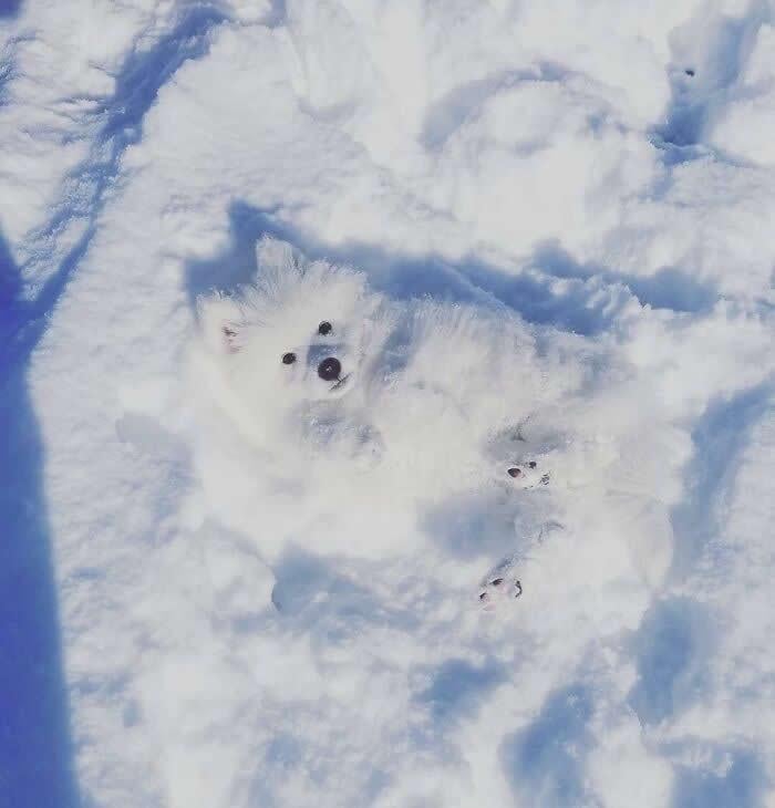 A Camouflaged Snow Doggo.