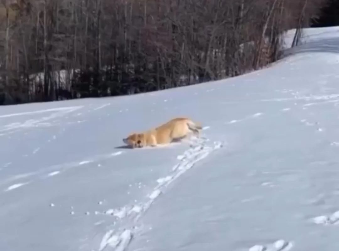 A Dog sliding down Ice and enjoying