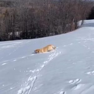 A Dog sliding down Ice and enjoying