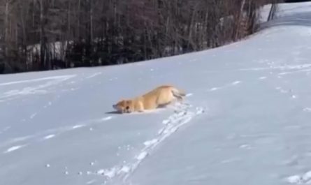 A Dog sliding down Ice and enjoying