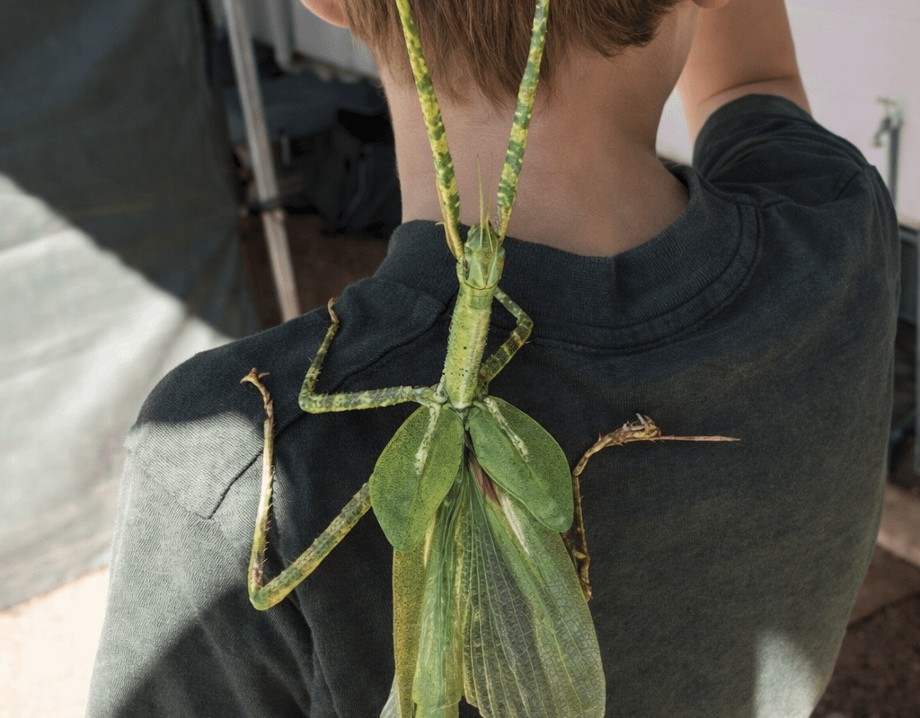 A Goliath stick insect from Australia