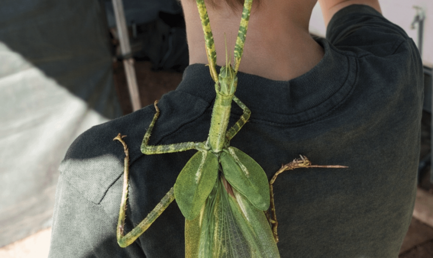 A Goliath stick insect from Australia