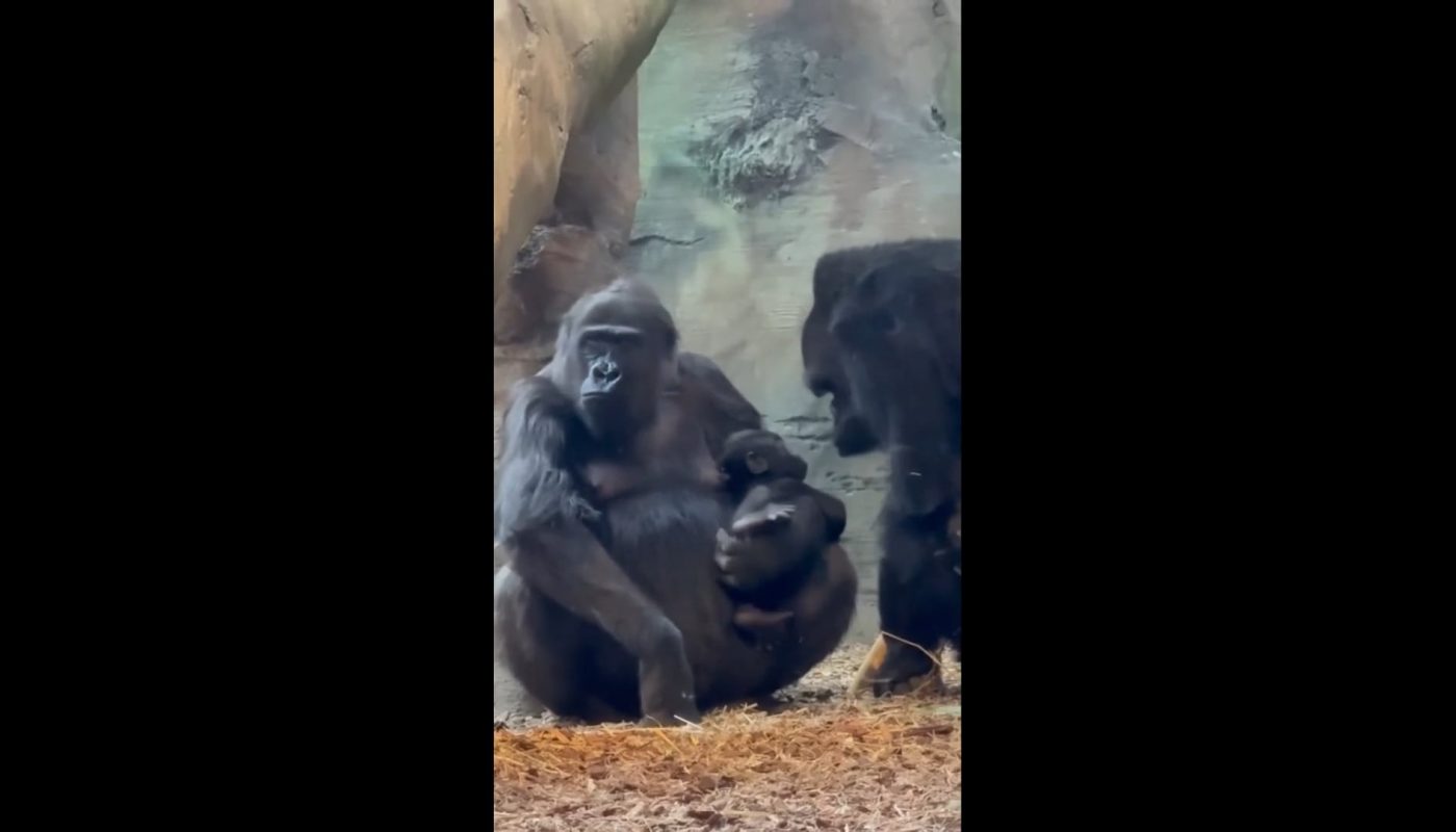 A Gorilla who's really curious about the new baby in the family