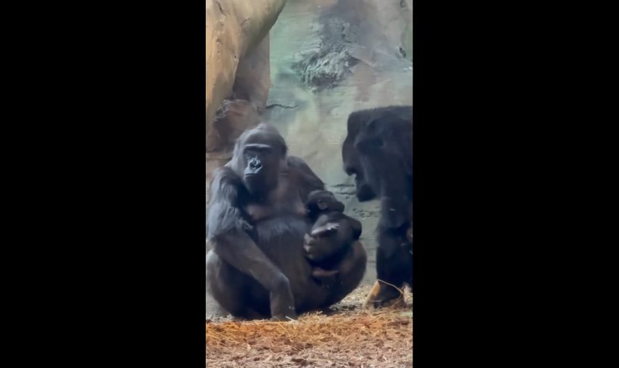 A Gorilla who’s really curious about the new baby in the family