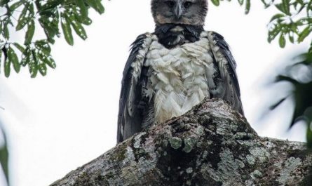 A Harpie Eagle Looking Statuesque