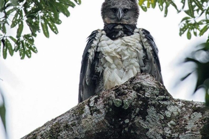 A Harpie Eagle Looking Statuesque