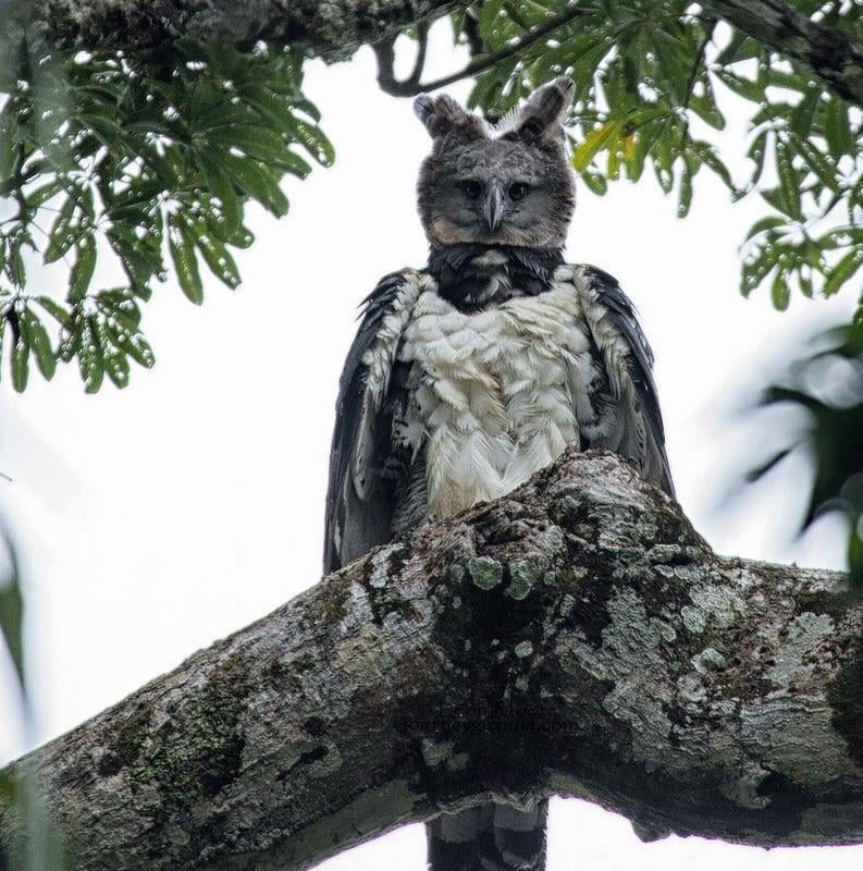A Harpie Eagle Looking Statuesque