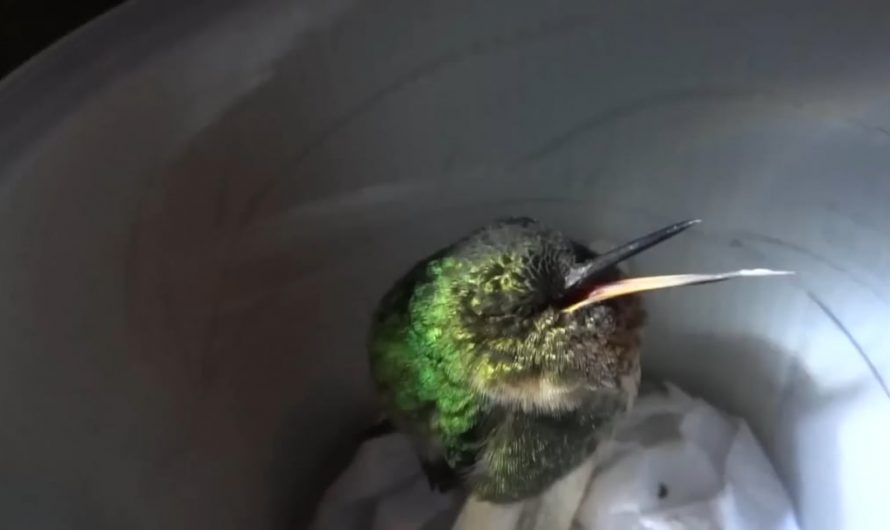 A Hummingbird snoring while sleeping