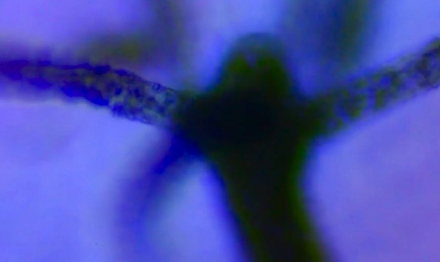 A Hydra from my fish tank