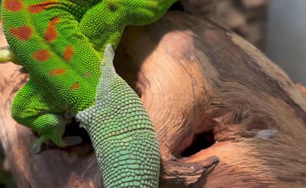 A Madagascar day gecko removing its sock(shedding)