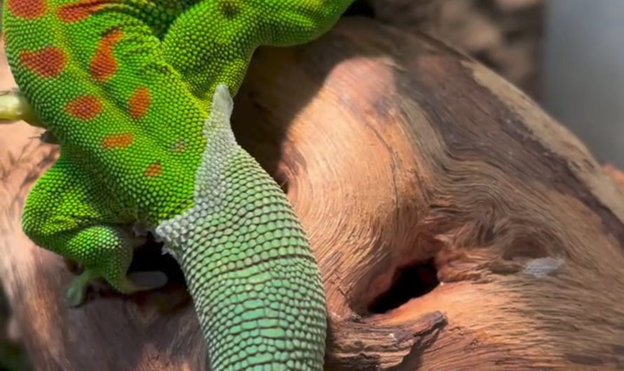 A Madagascar day gecko removing its sock(shedding)