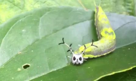 A Pasha butterfly caterpillar.