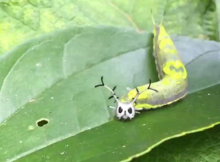 A Pasha butterfly caterpillar.