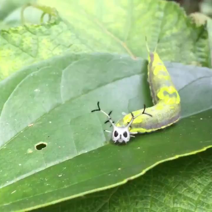 A Pasha butterfly caterpillar.