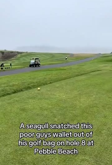 A Seagull Just Pulled Off the Cleanest Theft on the Course