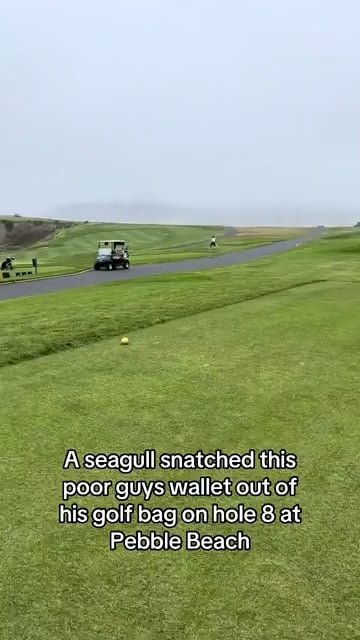 A Seagull Just Pulled Off the Cleanest Theft on the Course