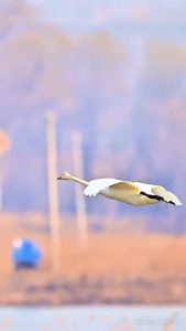 A Swan Landing on Water