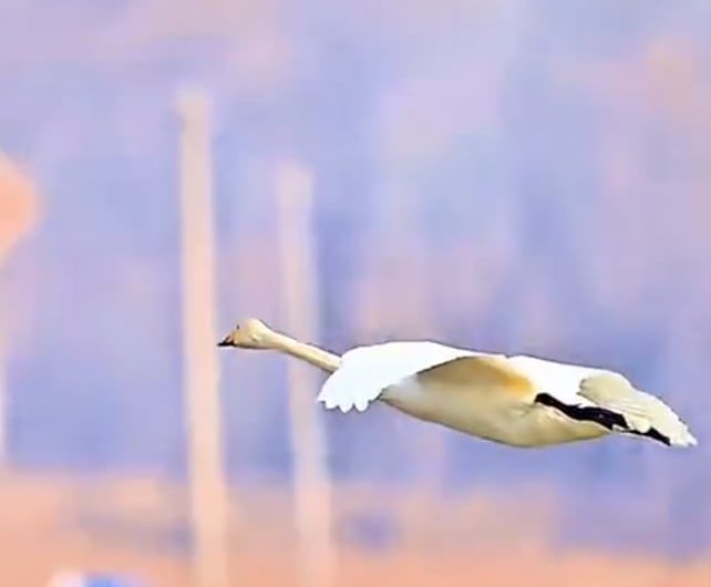 A Swan Landing on Water