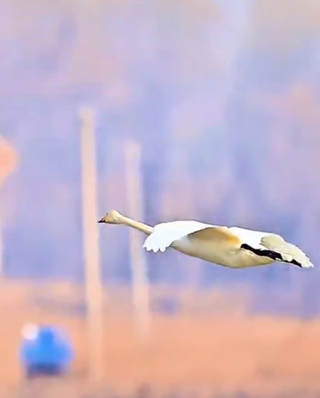 A Swan Landing on Water