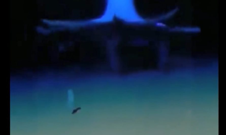 A Vampire Squid Glides Across The Ocean Floor Like A Ghostly Shadow