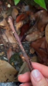 A Walkingstick aka Stick Insect.