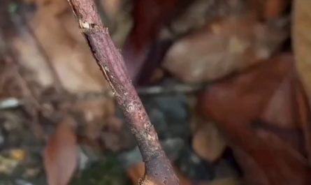 A Walkingstick aka Stick Insect.