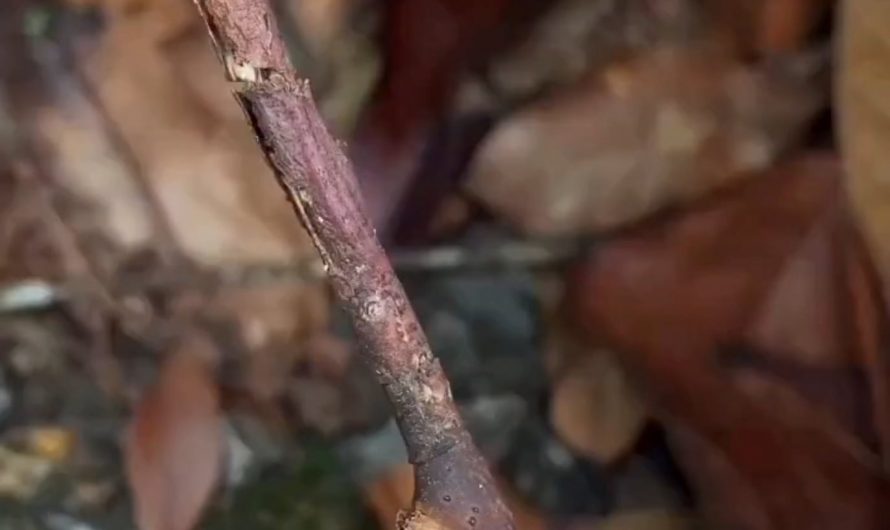 A Walkingstick aka Stick Insect.