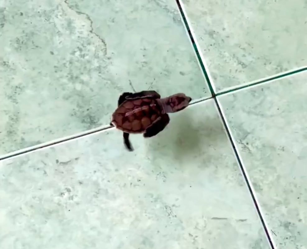A baby sea turtle swimming