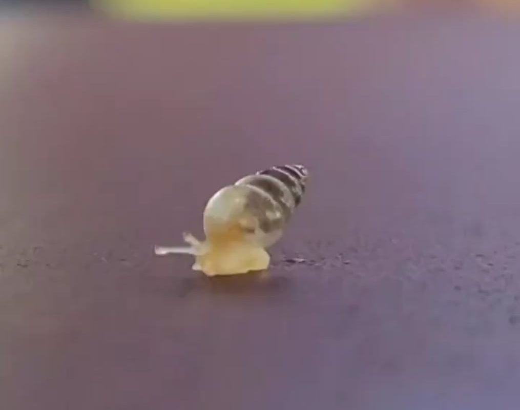 A baby snail walking