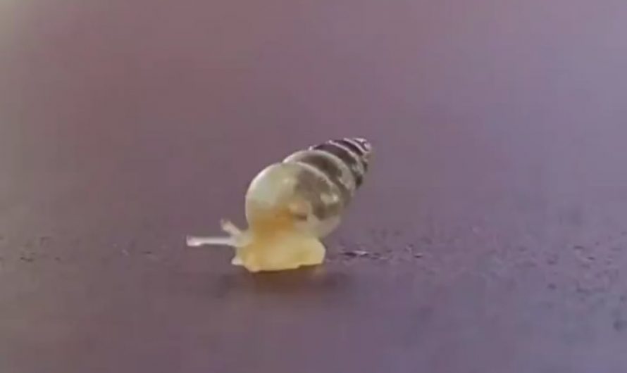 A baby snail walking