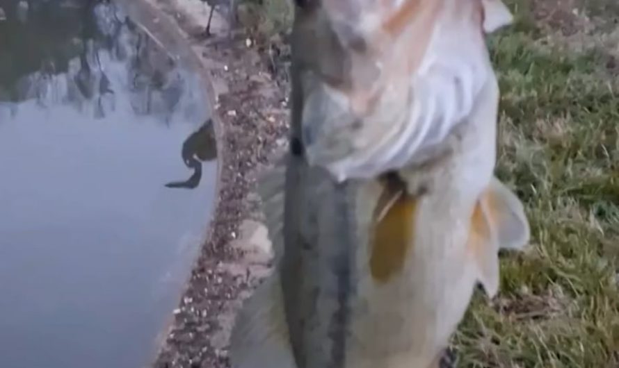 A bird watches a guy fishing, so the guy offers the bird his fish