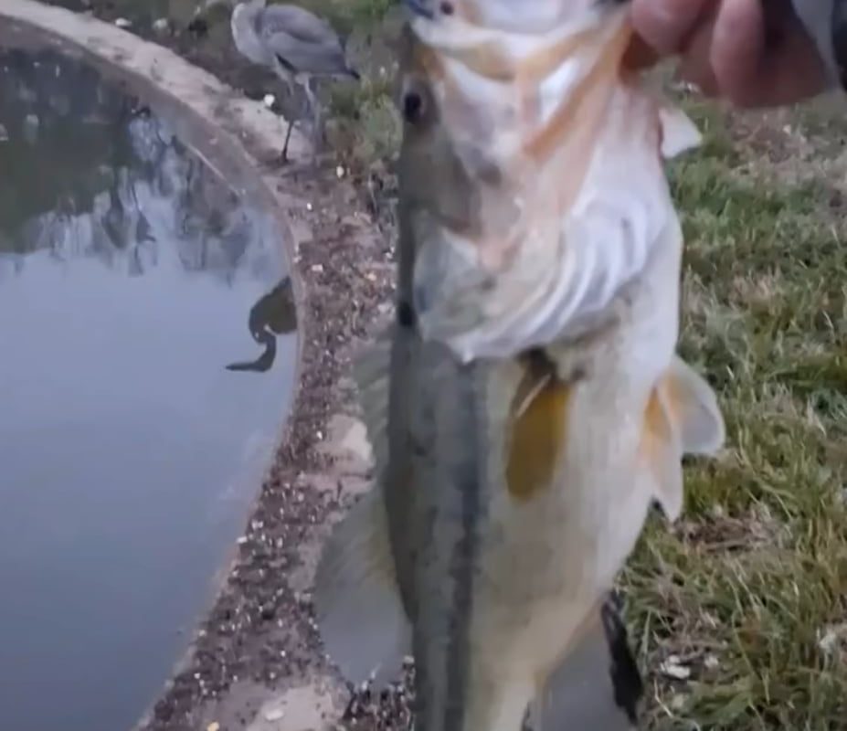 A bird watches a guy fishing, so the guy offers the bird his fish