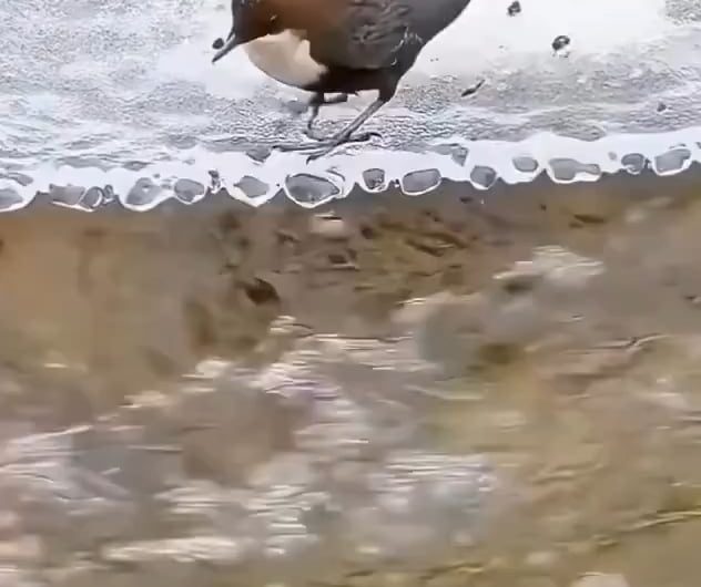 A brown dipper hunting underwater – One of the few songbirds able to swim and feed in fast, freezing mountain rivers