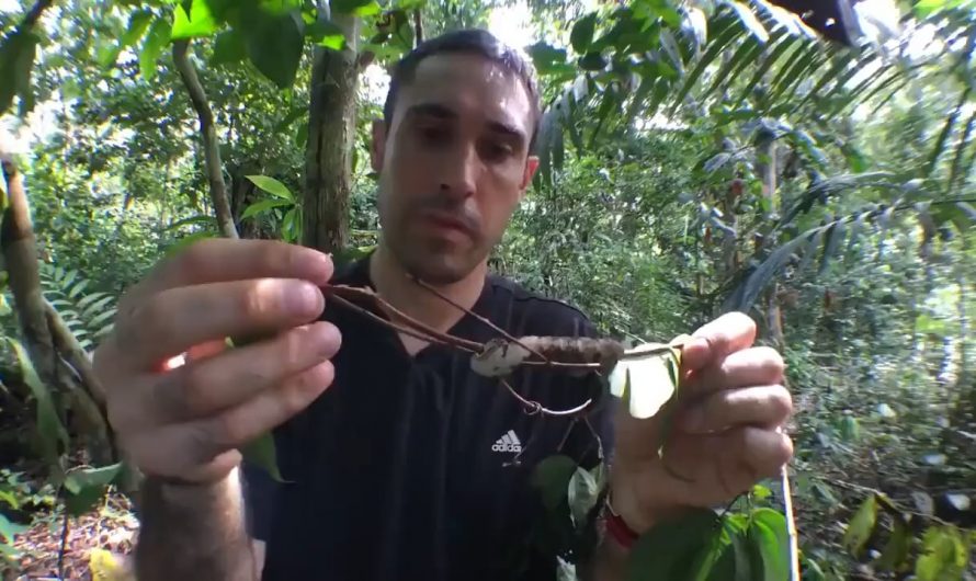 A caterpillar that takes the form of a snake when it feels threatened