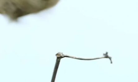 A chubby hummingbird