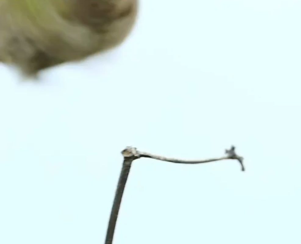 A chubby hummingbird