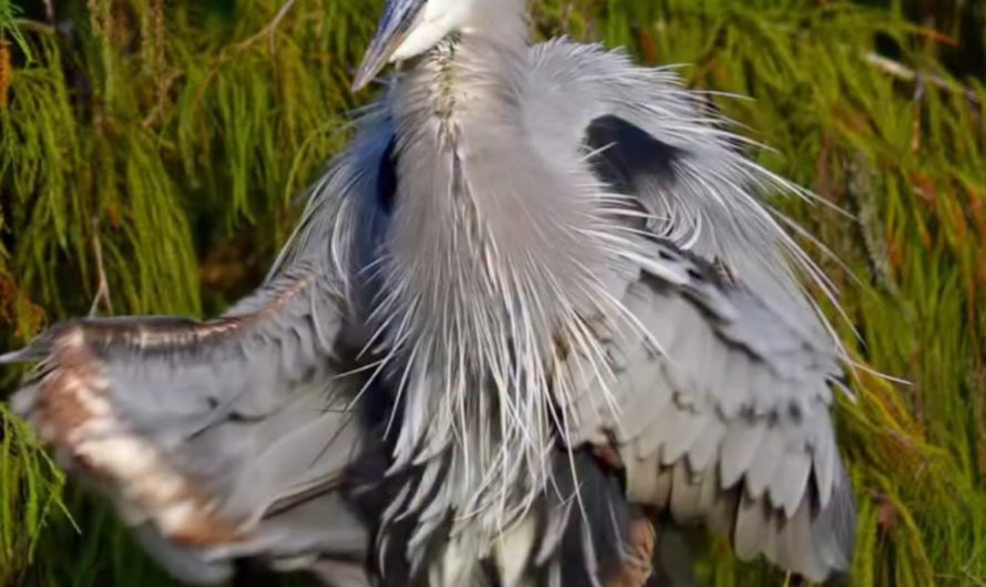 A dancin heron by the riverside