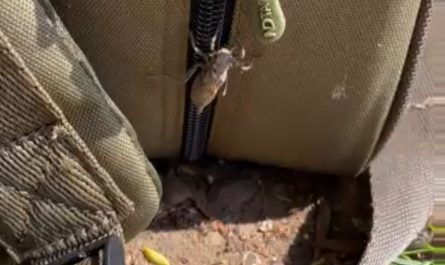 A dragonfly lands on a guy's bag and start to molt/hatch. A bird eats it before it can fly away