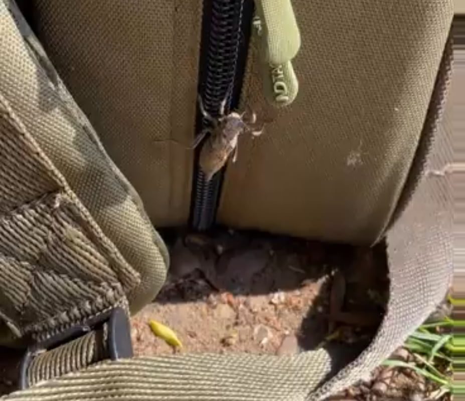 A dragonfly lands on a guy's bag and start to molt/hatch. A bird eats it before it can fly away
