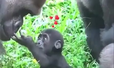 A father gorilla and his baby meet for the first time