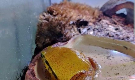 A frog that looks like cheese on a burger