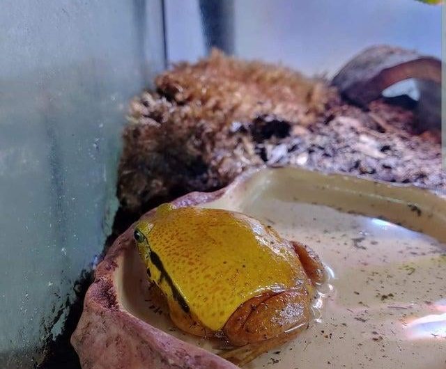 A frog that looks like cheese on a burger