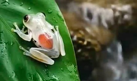 A glass frog with visible organs and a beating heart