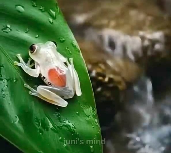 A glass frog with visible organs and a beating heart