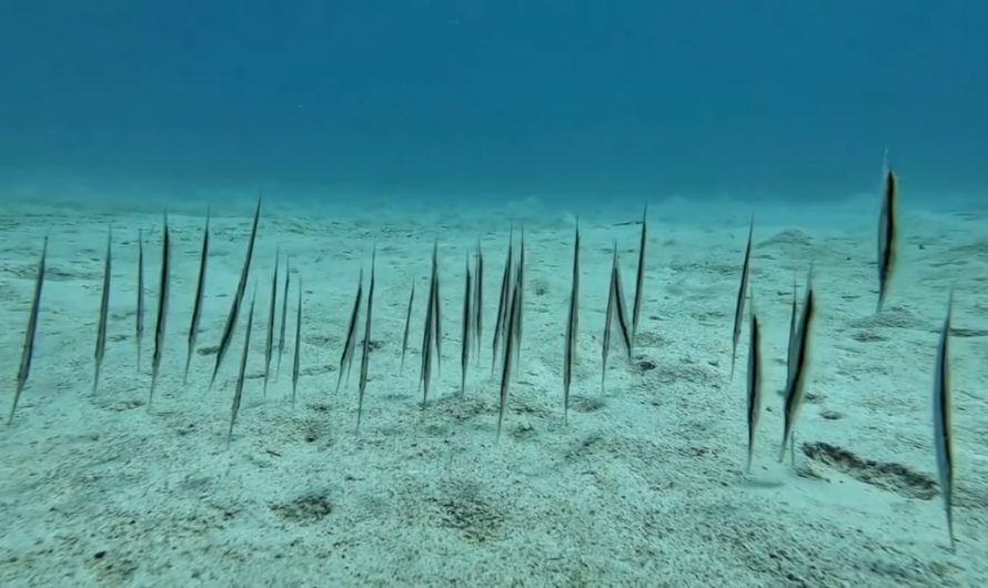 A group of Grooved Razorfishes