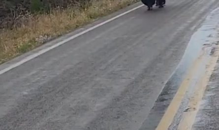 A growling bison is truly terrifying, watch its reaction to a human who growls back