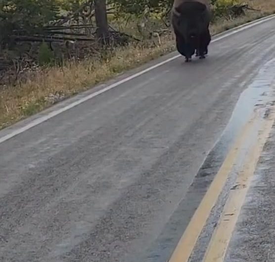 A growling bison is truly terrifying, watch its reaction to a human who growls back