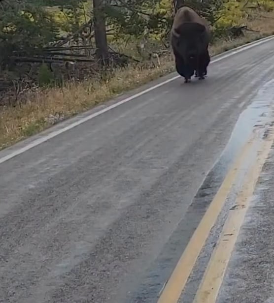 A growling bison is truly terrifying, watch its reaction to a human who growls back