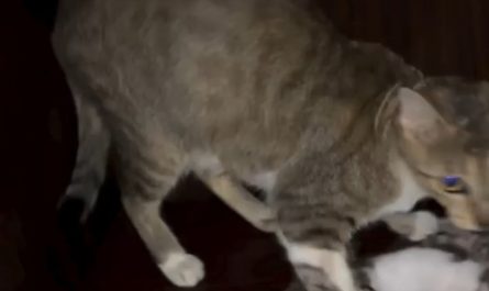 A kitten with two faces