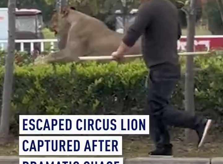 A lion escaped from a circus in China, as several men armed with shovels chase and corner it. The lion has since been safely captured and will be transferred to a local wildlife park. No one was injured.